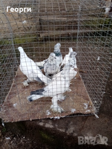 Гащати Унгарци 