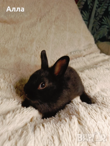 Зайчето холандско джуджета 