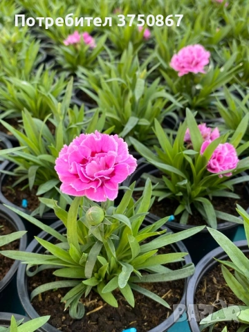 🧡💜🧡 Карамфил/Dianthus 🧡💜🧡, снимка 11 - Градински цветя и растения - 52139554