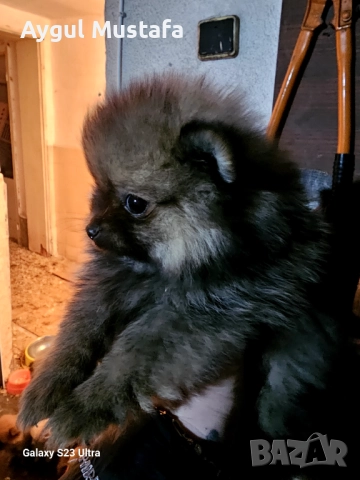 Мини шпиц померан, снимка 3 - Померан - 52773302