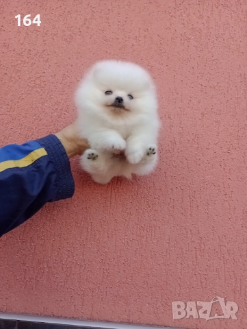 Бял мъжки Померан. Реални снимки !!!, снимка 5 - Померан - 52672403