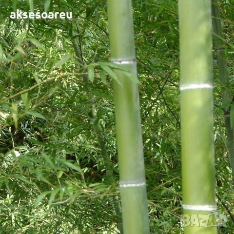 100 Семена от бамбук Moso-Bamboo красиво растение за декорация на вашата градина бамбук мосо бамбо б, снимка 13 - Сортови семена и луковици - 37774709