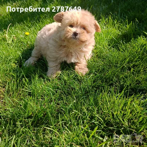 Малтипу Малтипу момиче