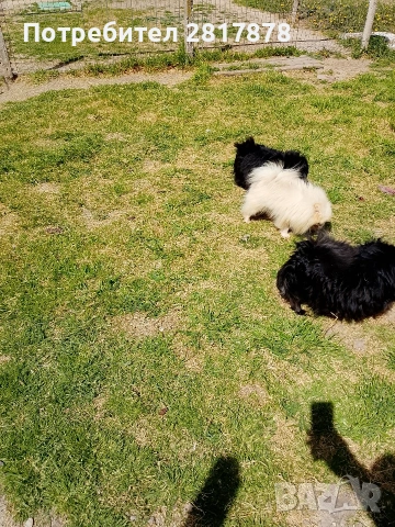 померан мини шпиц 