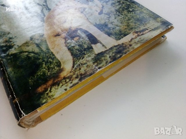 Четириноги Австралийци - Бернхард Гжимек - 1969г. , снимка 9 - Други - 40225924