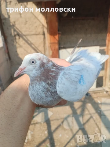 Гълъби пазарджишки високолетачи, Ловени чужди, снимка 13 - Гълъби - 47554142