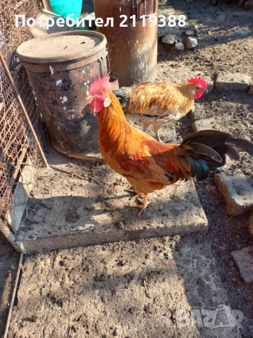 Петли за продаване ,породисти, снимка 2 - Кокошки и пуйки - 53024106