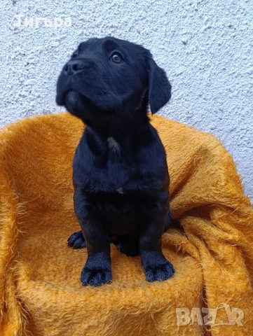 Кане Корсо с Паспорт и 2 Ваксини над 2 месеца !, снимка 9 - Кане корсо - 52793038