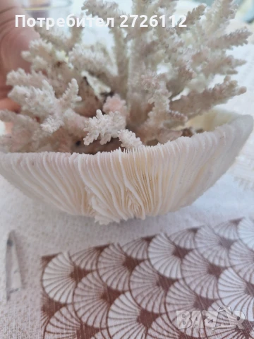 Морски артикули , снимка 12 - Декорация за дома - 46756630