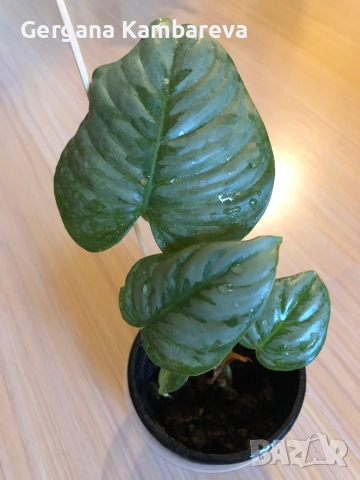 Philodendron Sodiroi 