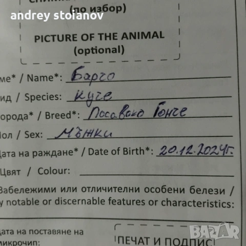 ПРОДАВА СЕ: Мъжко ловно куче, снимка 4 - Гонче - 54334968