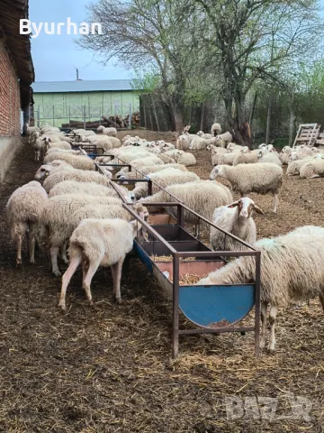 Продавам  овце