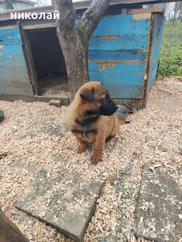 Малки кученца белгийска овчарка , снимка 3 - Белгийска овчарка - 52975832
