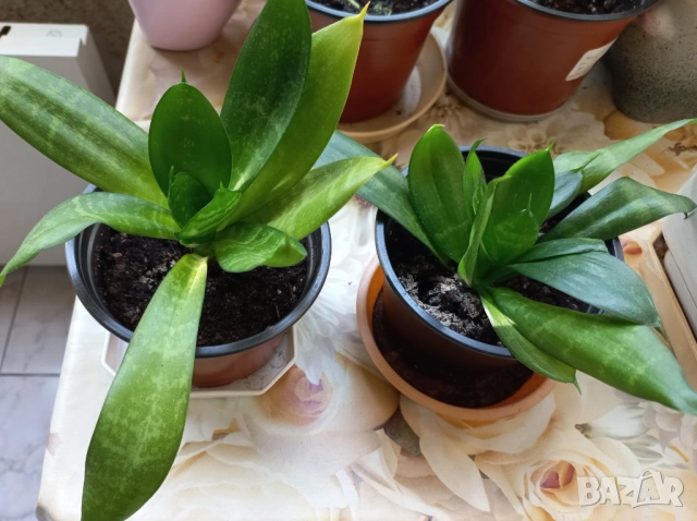 Цветя Сансевиера Хани