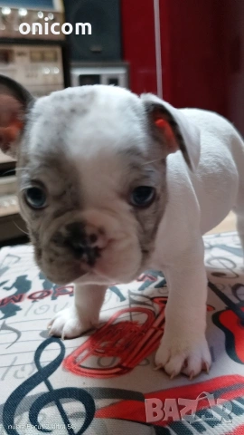 Френски булдог мерле,момче., снимка 3 - Френски булдог - 53925342