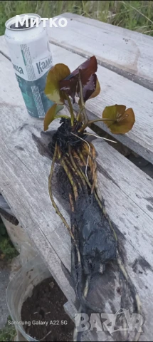 Водна лилия 