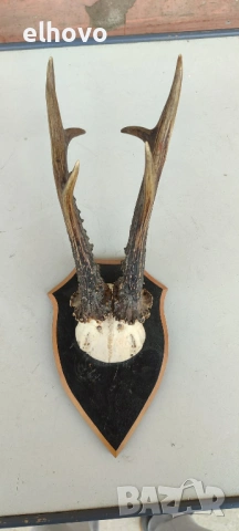 Еленови рога с череп#4