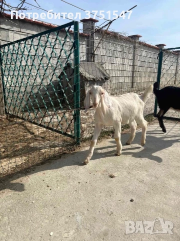  🐐 Продавам мъжки англо-нубийски ярета, снимка 2 - Кози - 53745937