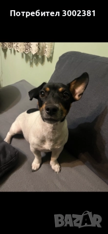 Джак Ръсел териер, снимка 16 - Джак ръсел териер - 52887126