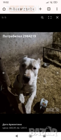 Prodavase dogo arjentino na 6 meseca, снимка 4 - Дого аржентино - 54095374