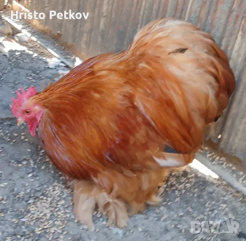 Продавам Петлета Мини Кохин , снимка 5 - Кокошки и пуйки - 56344705
