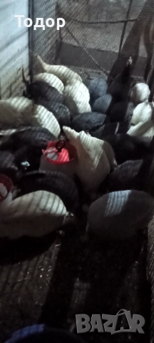 Токачки  и петлета орпингтон и виандот., снимка 6 - Кокошки и пуйки - 52817728