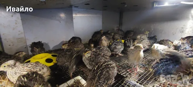 пъдпъдъци , снимка 2 - други­ - 49160828