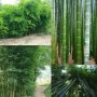100 бр. Бамбукови Семена гигантски бамбук Moso Bambo градински декоративни растения декорация за гра, снимка 15