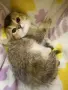 Шотландско клепоухо котенце. Златна чинчила. Scottish fold. Момче, снимка 1