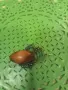 Висулка с естествен балтийски кехлибар, снимка 2