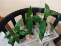 Спатифилум/Лилия на мира 1.50 €, снимка 4
