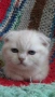 Шотландски котенца , снимка 4