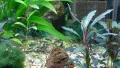 Corydoras Pygmaeus – Коридорас Пигмей, снимка 1