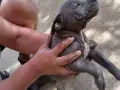 Продажба на кученца , снимка 5
