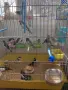Продавам японски амадини, снимка 4