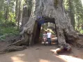 15 x семена гигантска секвоя мамутово дърво sequoiadendron giganteum за декорация на двора, снимка 13