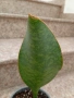 Sansevieria Masoniana - Whale fin ( Сансевиера Китова перка ), снимка 3