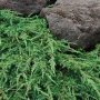 Juniperus Green Carpet, Хвойна Зелен Килим!!!, снимка 2