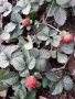 Декоративна ягода, снимка 1 - Градински цветя и растения - 38676479