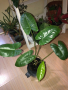 Philodendron Burle Marx reverted , снимка 1 - Стайни растения - 44750876