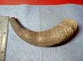 Стар БИВОЛСКИ ГОВЕЖДИ РОГ За КОЛЕКЦИЯ ТЕМАТИЧНА ДЕКОРАЦИЯ 47838, снимка 2