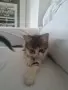 ПОДАРЯВАМ 2 КОТЕТА на 3месеца, снимка 8