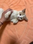 Подарява се мъжко котенце, снимка 1