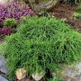 Лъжекипарис Нана – Chamaecyparis Filifera Nana, снимка 3