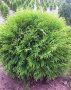 Thuja Little Champion (Туя Малък шампион), снимка 3