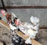 продавам петлета бреговска джинка. , снимка 2