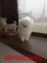 Чисто бели мини Померани. Реални снимки 21.03.26, снимка 7