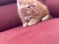 Шотландки котки, снимка 6