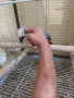 Бебе Кралско Жако, снимка 3