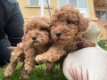 Той пудел / Toy poodle, снимка 2